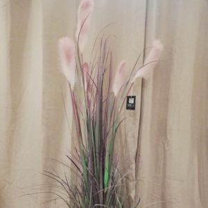 Pluimenplant