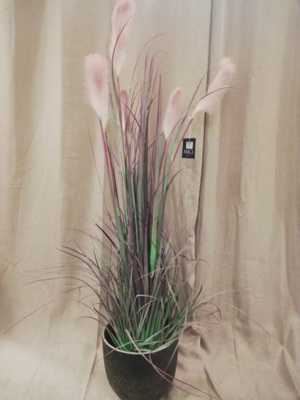 Pluimenplant